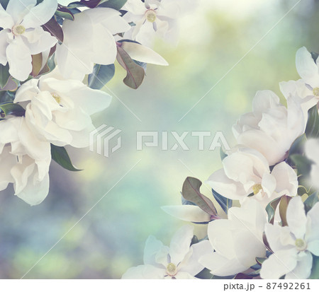 Magnolia Flowers on a Tree for Background 87492261