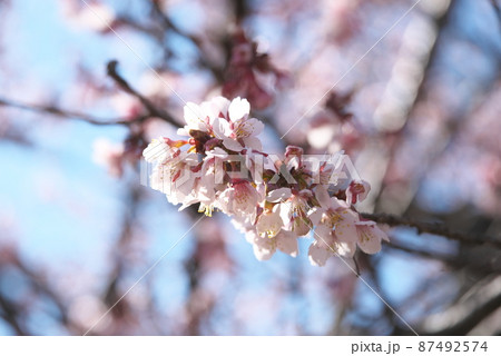 カンザクラ　桃色花 87492574