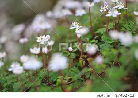群生するバイカオウレンの花 群生するバイカオウレンの花 87492713