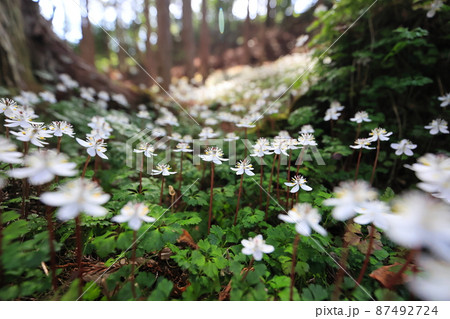 群生するバイカオウレンの花 群生するバイカオウレンの花 87492724