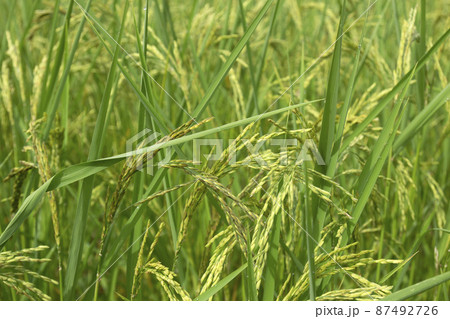 Rice in rice fields in northern Thailand 87492726