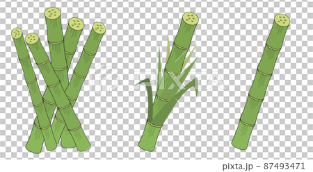 多個或僅甘蔗的插圖集（用於食品種植、飼料和生物質圖像） 87493471