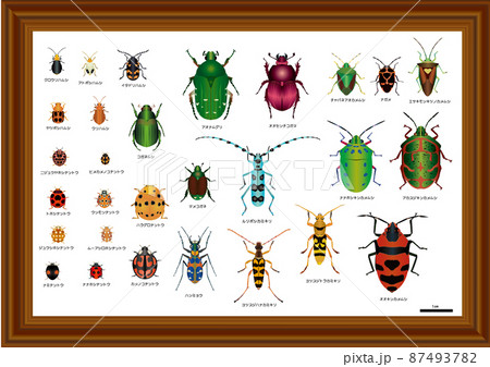 甲虫とカメムシ 甲虫とカメムシ 87493782