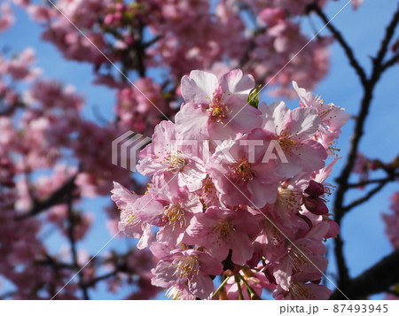 カワヅザクラ Kawazu-zakura カワヅザクラ Kawazu-zakura 87493945