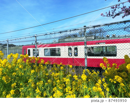 カワヅザクラ　Kawazu-zakura 87493950