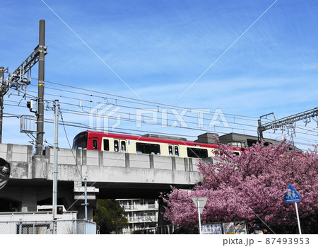 カワヅザクラ Kawazu-zakura カワヅザクラ Kawazu-zakura 87493953