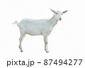 Young white goat in full growth isolated on white background 87494277