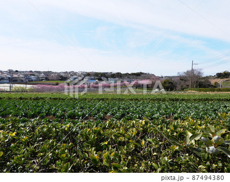 カワヅザクラ　Kawazu-zakura 87494380