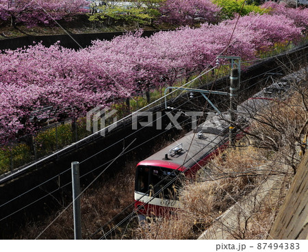 カワヅザクラ Kawazu-zakura カワヅザクラ Kawazu-zakura 87494383
