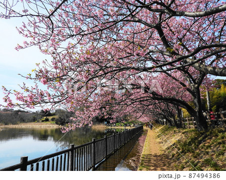 カワヅザクラ Kawazu-zakura カワヅザクラ Kawazu-zakura 87494386