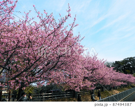 カワヅザクラ　Kawazu-zakura 87494387