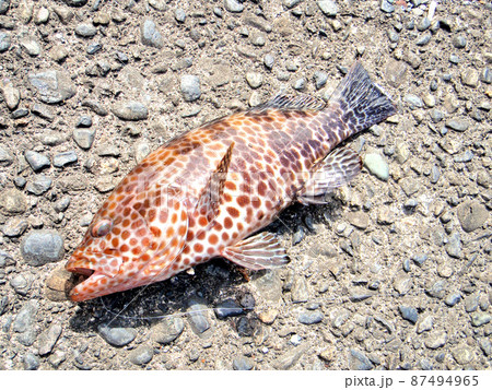生きているオオモンハタ 87494965