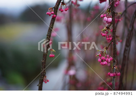 雨の日の枝垂れ桜  87494991