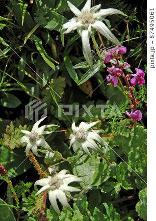 中国 四川省 巴朗山峠 に咲くキク科ウスユキソウ属Leontopodium calocephalu 中国 四川省 巴朗山峠 に咲くキク科ウスユキソウ属Leontopodium calocephalu 87495061