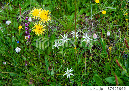 中国　四川省　黒水県　羊拱山峠に咲くキク科ウスユキソウ属Leontopodium dedekensi 87495066