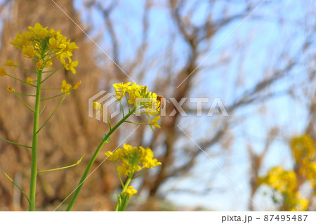 菜の花 黄色い花 蜂 菜の花 黄色い花 蜂 87495487