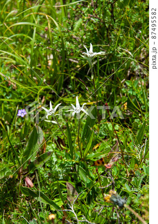 中国　青海省　久治県　桑赤山峠に咲くキク科キク科ウスユキソウ属Leontopodium haplop 87495582