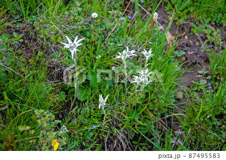 中国 青海省 久治県 桑赤山峠に咲くキク科キク科ウスユキソウ属Leontopodium haplop 中国 青海省 久治県 桑赤山峠に咲くキク科キク科ウスユキソウ属Leontopodium haplop 87495583