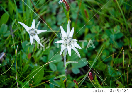 中国　青海省　久治県　桑赤山峠に咲くキク科キク科ウスユキソウ属Leontopodium haplop 87495584