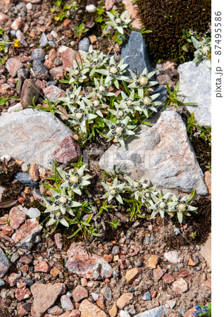 中国 青海省、拉鶏峠に咲くキク科キク科ウスユキソウ属Leontopodium nanum 中国 青海省、拉鶏峠に咲くキク科キク科ウスユキソウ属Leontopodium nanum 87495586