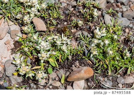 青海省東部　徳啄山峠に咲くキク科キク科ウスユキソウ属Leontopodium nanum 87495588