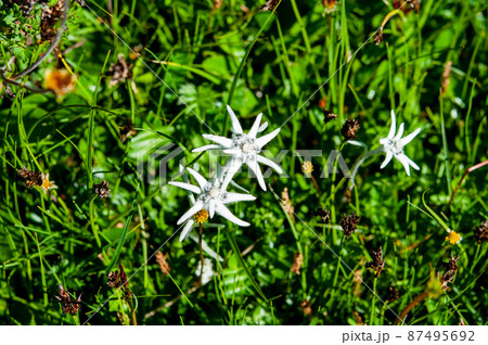 中国 青海省 年保玉則山国家地質公園 仙女湖湖畔に咲くキク科ウスユキソウ属Leontopodium 中国 青海省 年保玉則山国家地質公園 仙女湖湖畔に咲くキク科ウスユキソウ属Leontopodium 87495692