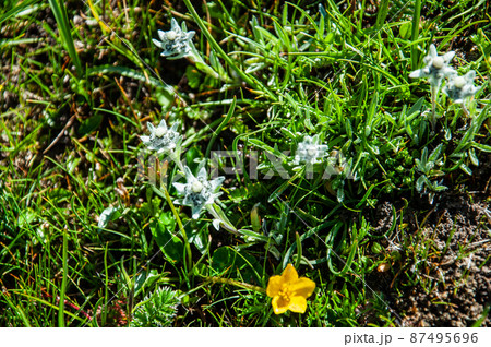 中国　四川省　石梁県の峠に咲くキク科ウスユキソウ属Leontopodium sp. 87495696