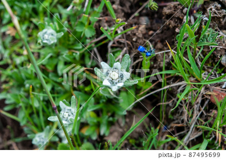 中国 青海省 拉鶏峠に咲くキク科ウスユキソウ属Leontopodium sp. 中国 青海省 拉鶏峠に咲くキク科ウスユキソウ属Leontopodium sp. 87495699