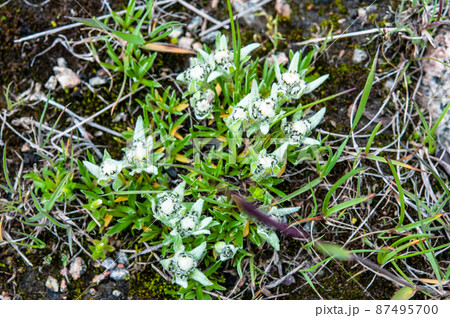 中国 青海省 拉鶏峠に咲くキク科ウスユキソウ属Leontopodium sp. 中国 青海省 拉鶏峠に咲くキク科ウスユキソウ属Leontopodium sp. 87495700