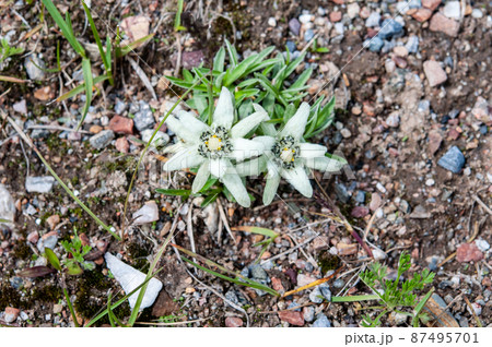 中国 青海省 拉鶏峠に咲くキク科ウスユキソウ属Leontopodium sp. 中国 青海省 拉鶏峠に咲くキク科ウスユキソウ属Leontopodium sp. 87495701
