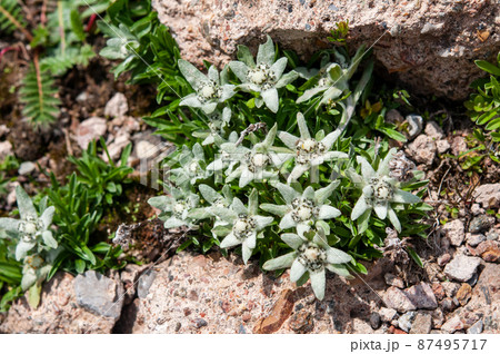 中国 青海省 拉鶏峠に咲くキク科ウスユキソウ属Leontopodium sp. 中国 青海省 拉鶏峠に咲くキク科ウスユキソウ属Leontopodium sp. 87495717