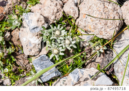 中国　青海省　拉鶏峠に咲くキク科ウスユキソウ属Leontopodium sp. 87495718