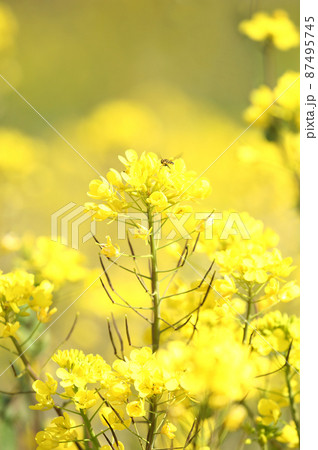菜の花畑 87495745