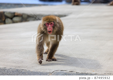 威嚇しながら近づいてくる猿 87495932