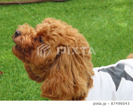 仲間に吠えるトイプードル 仲間に吠えるトイプードル 87496043