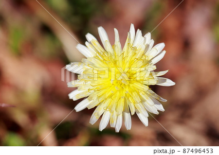タンポポの花 タンポポの花 87496453