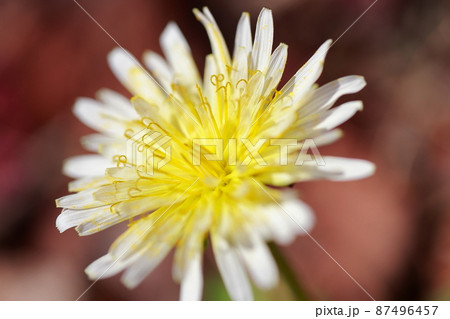 タンポポの花 タンポポの花 87496457
