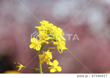 春の訪れ　菜の花　畑 87496837
