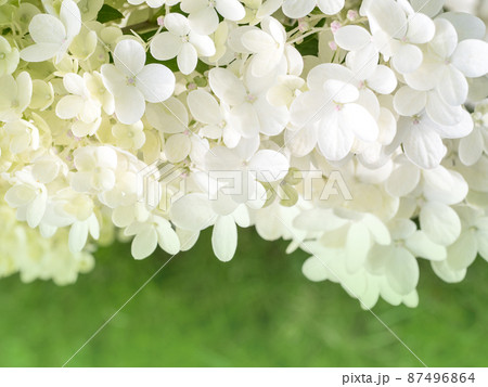 many small flowers of white hydrangea 87496864