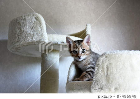 キャットタワーで遊ぶ生後45日のキジトラの仔猫 キャットタワーで遊ぶ生後45日のキジトラの仔猫 87496949