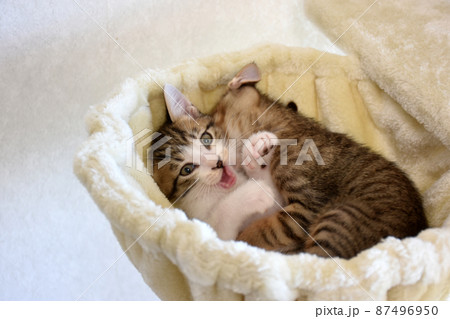 ニャンモックで遊ぶ生後45日のキジトラとサバトラの兄弟仔猫 ニャンモックで遊ぶ生後45日のキジトラとサバトラの兄弟仔猫 87496950