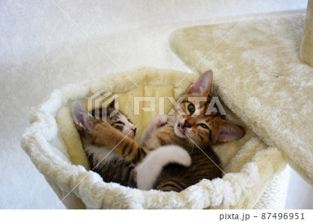 ニャンモックで遊ぶ生後45日のキジトラとサバトラの兄弟仔猫 87496951