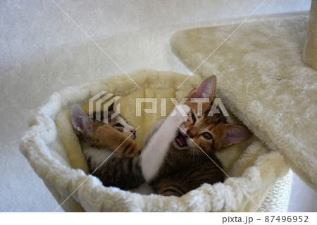 ニャンモックで遊ぶ生後45日のキジトラとサバトラの兄弟仔猫 87496952