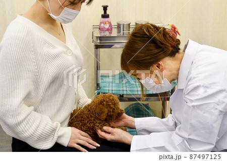 犬の診察をする女性獣医 犬の診察をする女性獣医 87497125