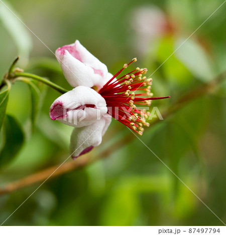 Close up Subtropical flower Close up Subtropical flower 87497794