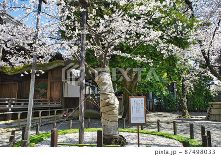 靖国神社 桜の標本木 満開の桜 靖国神社 桜の標本木 満開の桜 87498033