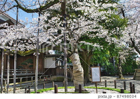 靖国神社 桜の標本木 満開の桜 靖国神社 桜の標本木 満開の桜 87498034