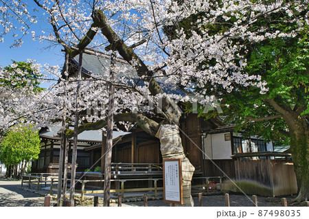 靖国神社 桜の標本木 満開の桜 靖国神社 桜の標本木 満開の桜 87498035