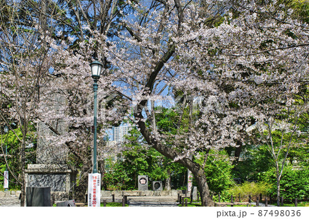 靖国神社 参道 満開の桜 靖国神社 参道 満開の桜 87498036