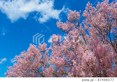 小諸城址　懐古園の桜 87498377